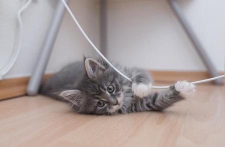 防止猫咪咬电线的有效方法
