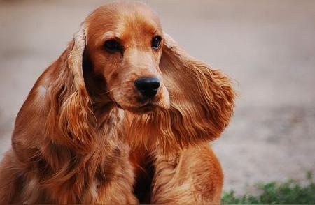 垂耳犬的独特之处在哪里？