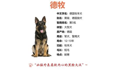 德国牧羊犬：忠诚、勇敢与智慧的完美结合