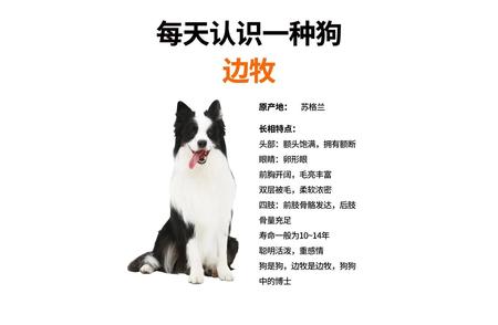 优雅的牧羊精灵：边境牧羊犬的魅力