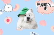 萨摩耶犬的全面解析