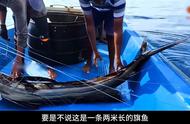 钓鱼人的天堂：两米长的大旗鱼与鬼头刀鱼资源丰富！