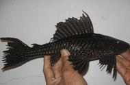清道夫鱼的饮食习惯导致河流本地鱼类面临绝种