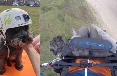 冒险心不老：6岁雪纳瑞与主人的滑翔伞之旅