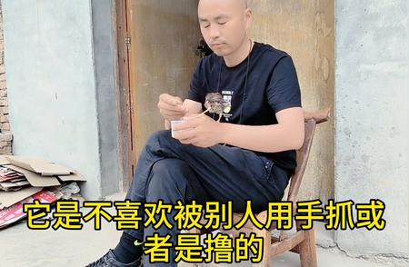 撸八哥的理由：探索手养鸟的乐趣