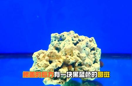 黄翅神仙鱼：海洋生物多样性的瑰宝