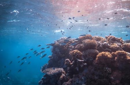 揭秘海洋中的奇迹：珊瑚的生命奥秘