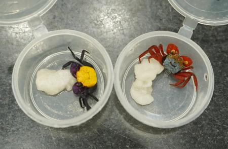 拱北海关截获90只吸血鬼蟹：险些入境的奇特生物