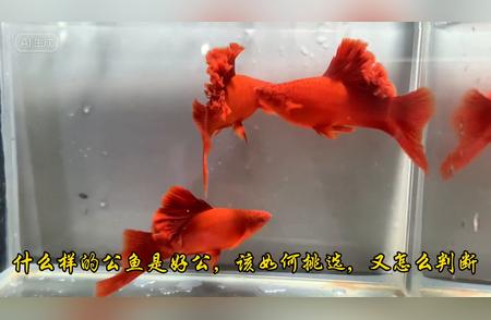 探索红箭公鱼的奥秘：一种引人入胜的水族生物