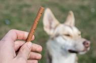 选购训犬零食，主人须知的三点建议