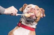 探索狗狗的“人食”世界：除了狗粮，它们还爱吃什么？