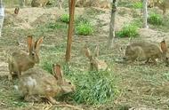 揭秘比利时野兔养殖成功之道