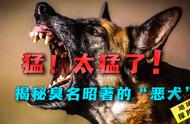 揭秘恶犬：超乎想象的凶猛真相