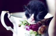 揭秘茶杯猫：品种真实存在吗？