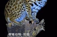 探索生物多样性：豹猫的魅力与活力