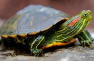揭秘龟冬眠：如何科学照顾冬眠中的龟？
