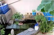 阳台龟池设计：打造趣味盎然的生活空间