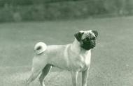 巴哥犬：探寻犬种的起源与魅力