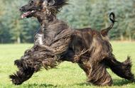 揭秘阿富汗猎犬：风度翩翩的犬种之王