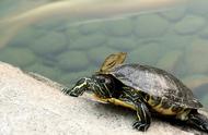 中国陆龟养殖指南：哪些品种合法饲养