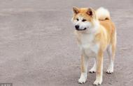 河南拟禁养50种猛犬，秋田萨摩在列，违者最高罚万元