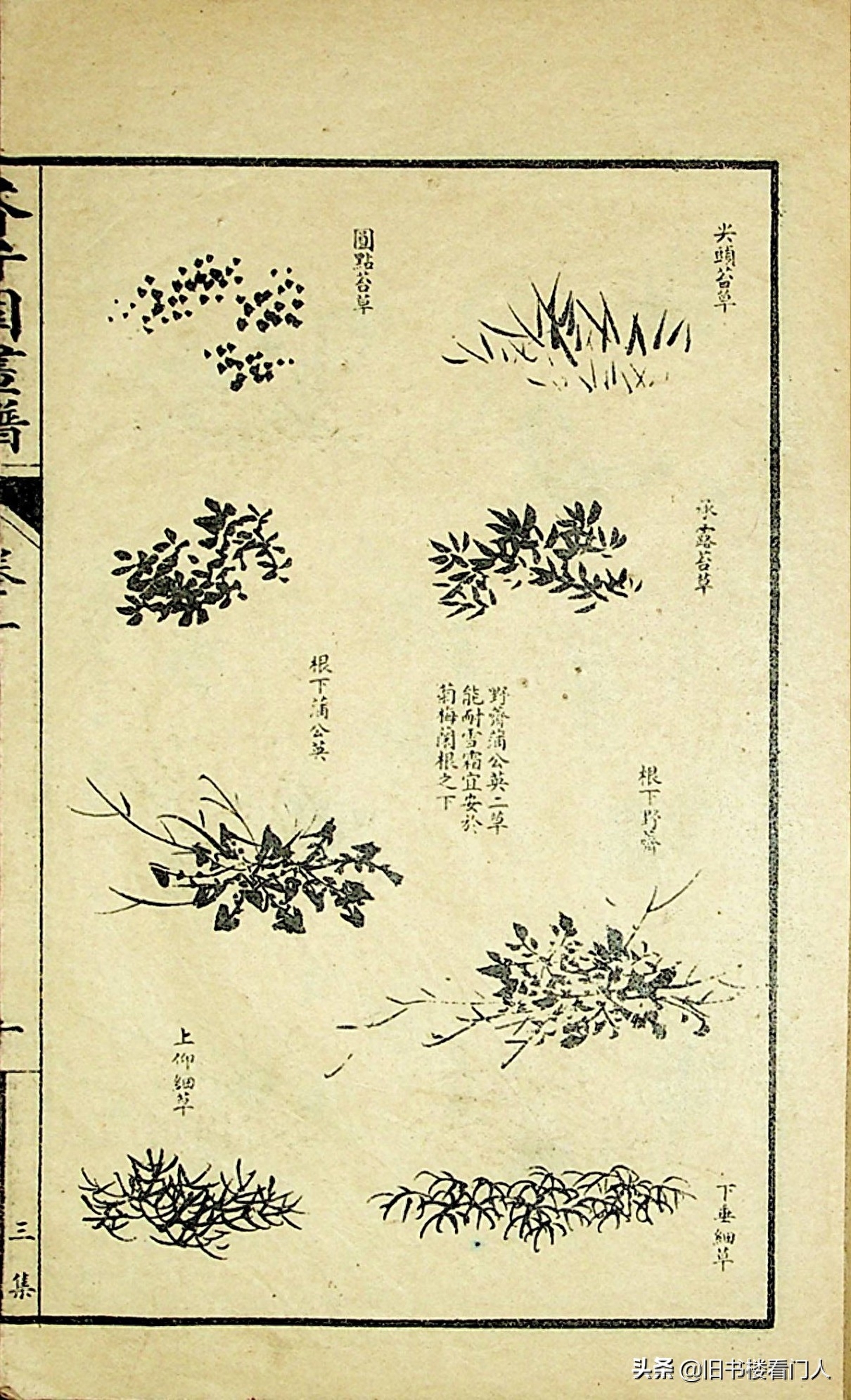 艺术类学画必修之书－《芥子园画谱·草虫花卉谱》