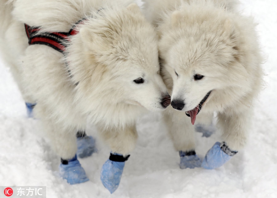 世界最艰苦雪橇犬大赛举行 狗狗雪原跋涉勇气耐力惊人