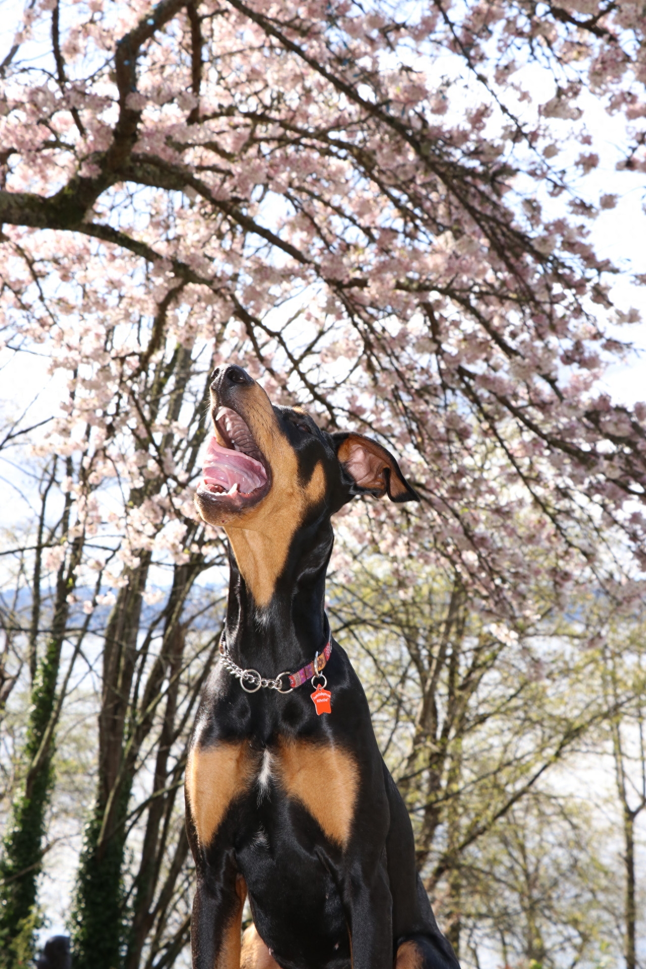 世界名犬——杜宾犬