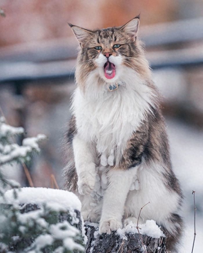 威武的王者—挪威森林猫