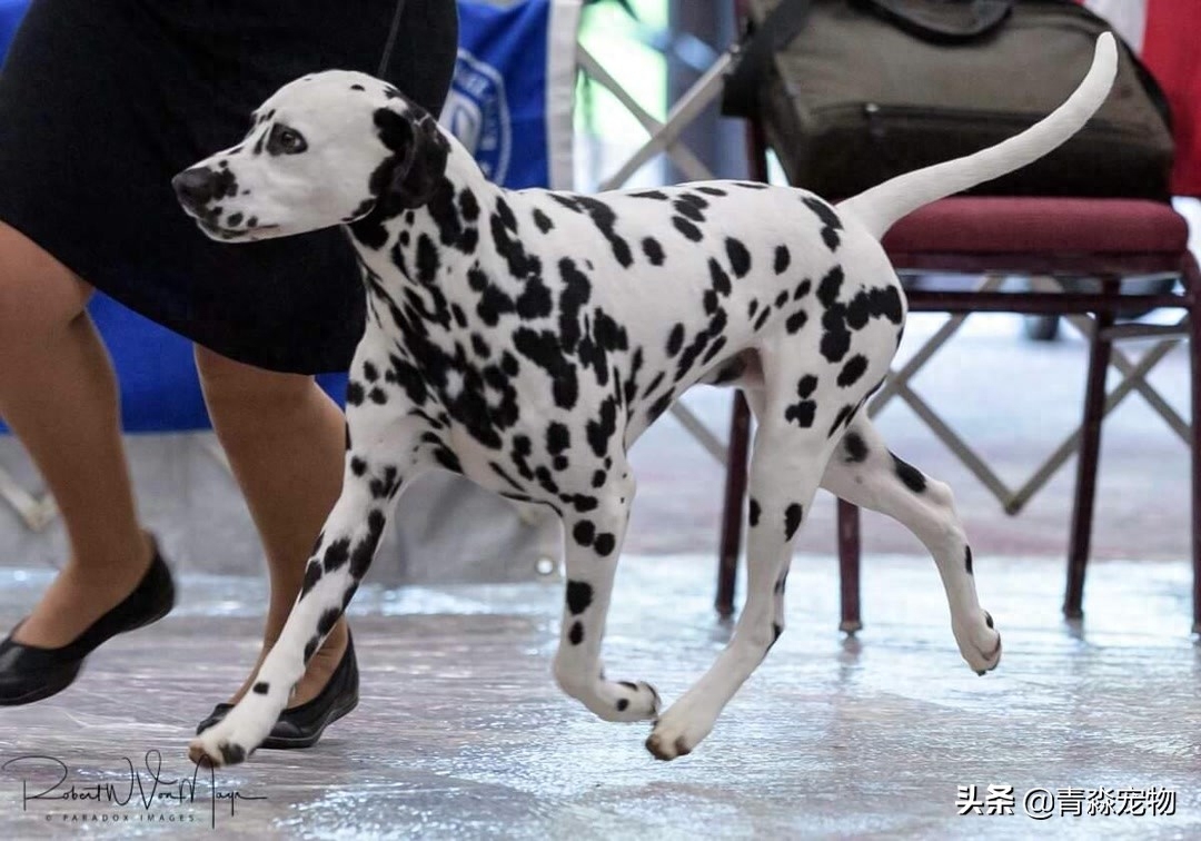 欣赏 2019 美国大麦町犬，国家单独犬展！