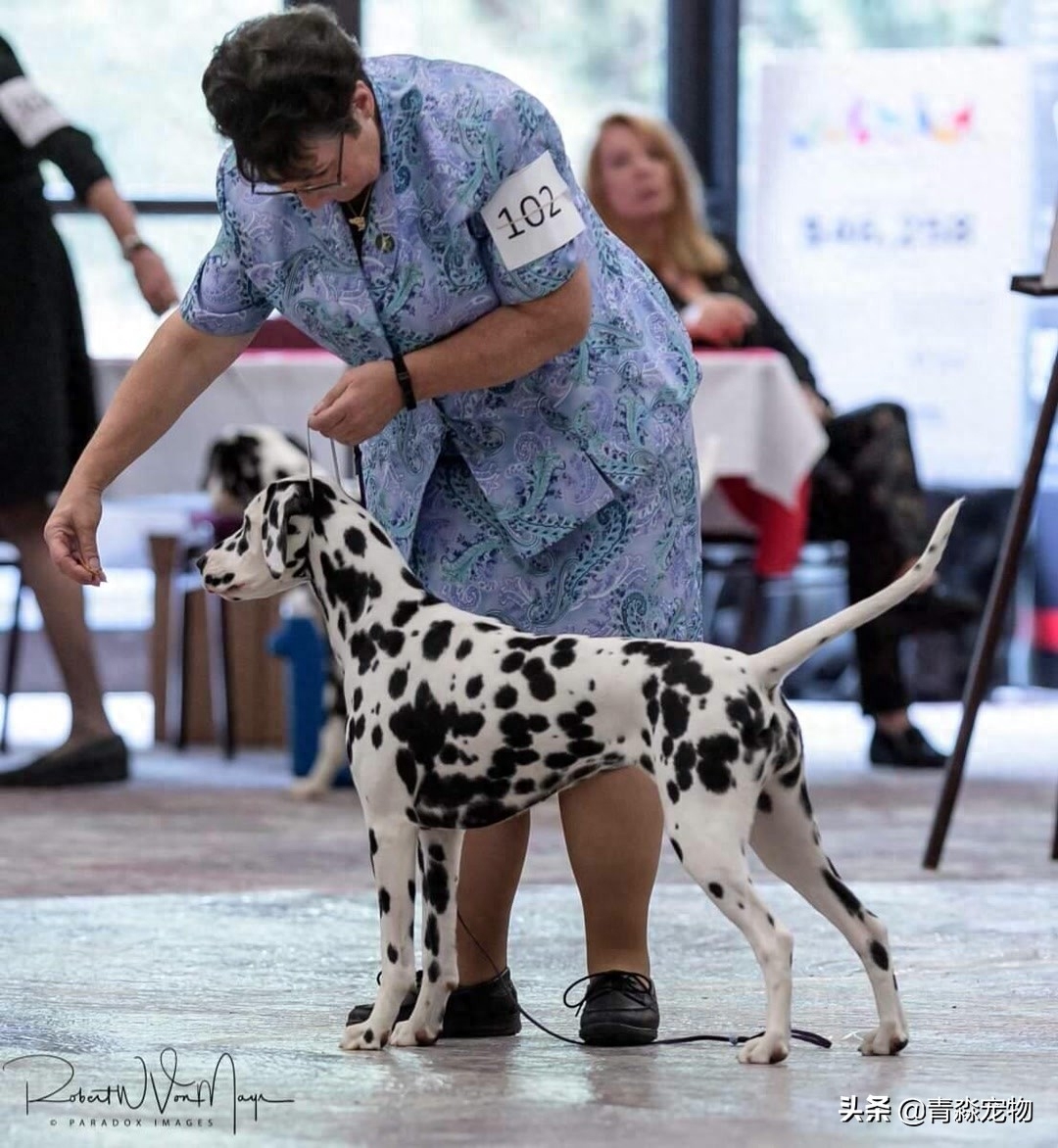 欣赏 2019 美国大麦町犬，国家单独犬展！