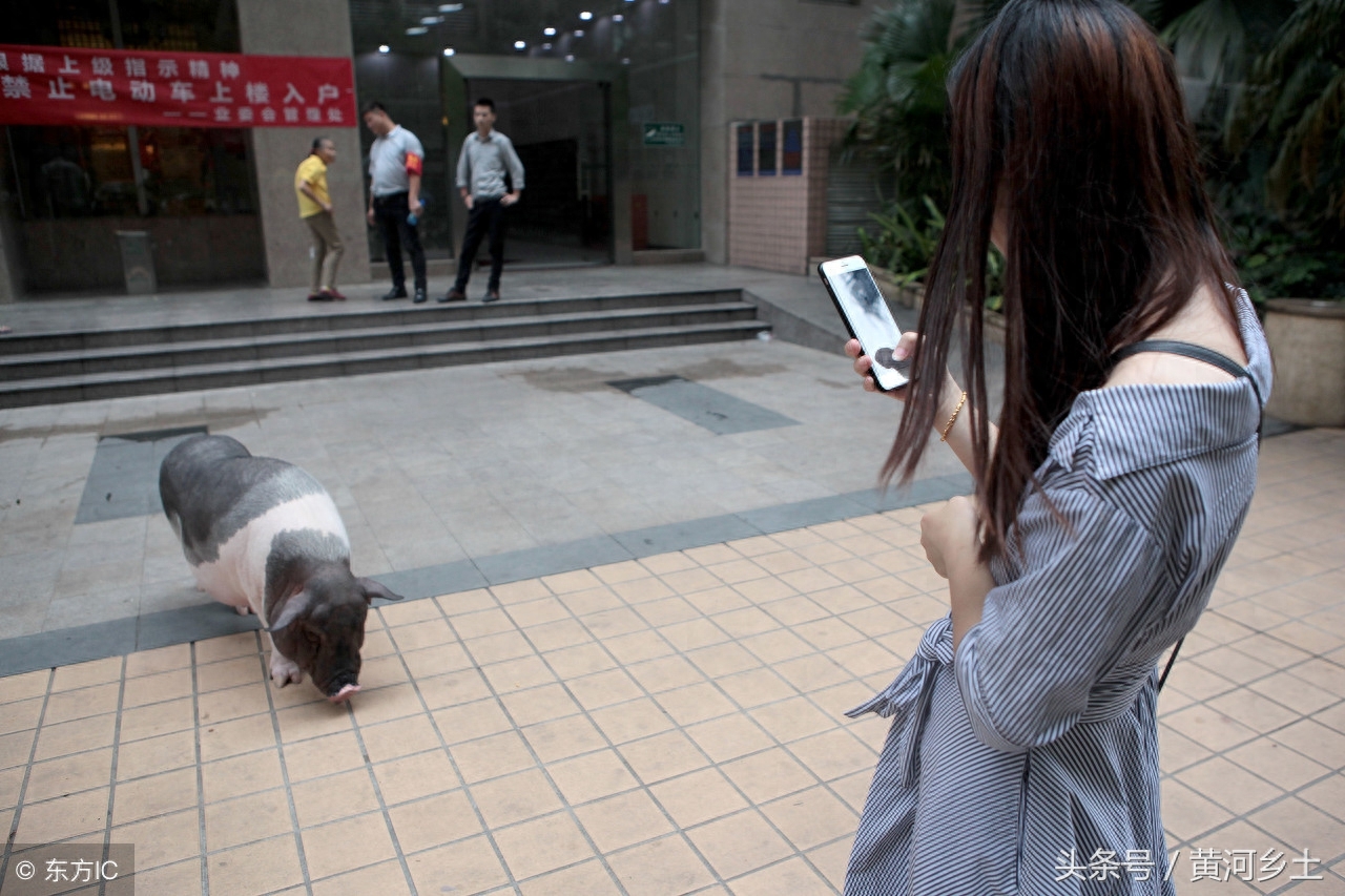 深圳女子养200斤宠物猪，朋友出8万不卖，网友：猪的命真好