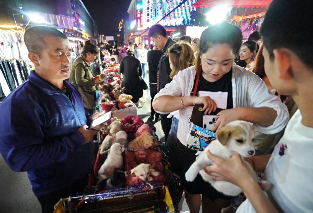 夜幕下兰州狗市：狗狗已成全民宠爱之物，看看就喜欢，想带它回家