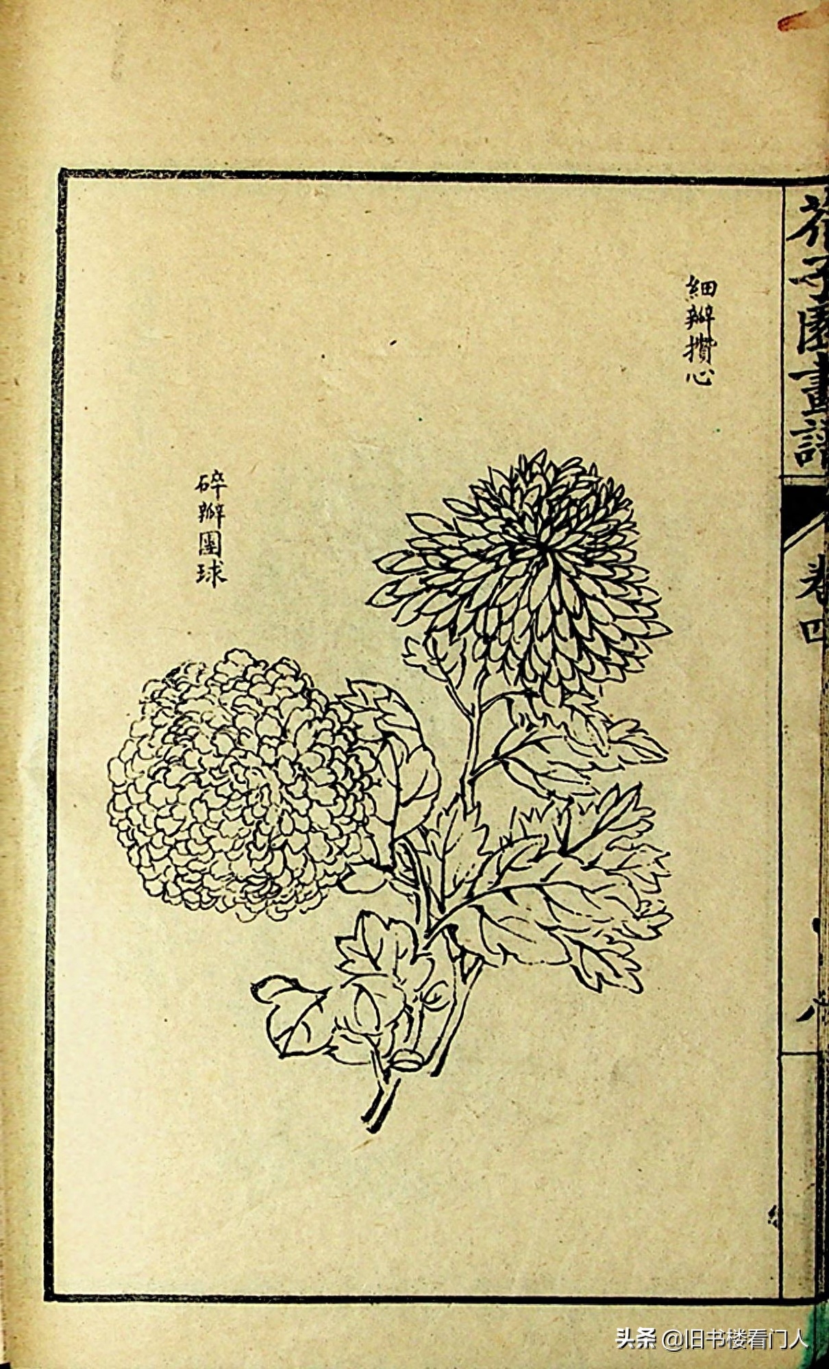 艺术类学画必修之书－《芥子园画谱·菊谱》