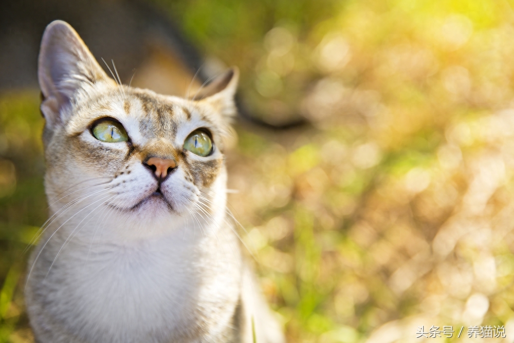 世界上体积最小的猫——新加坡猫