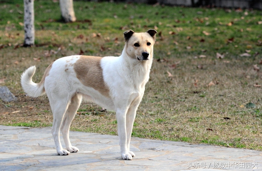 花样中华田园犬，原来土狗也可以这么花哨！