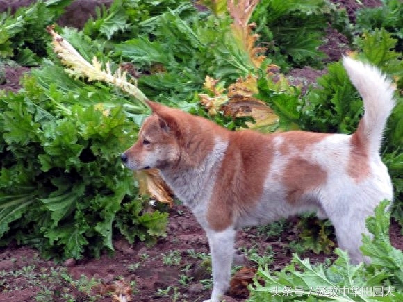 花样中华田园犬，原来土狗也可以这么花哨！