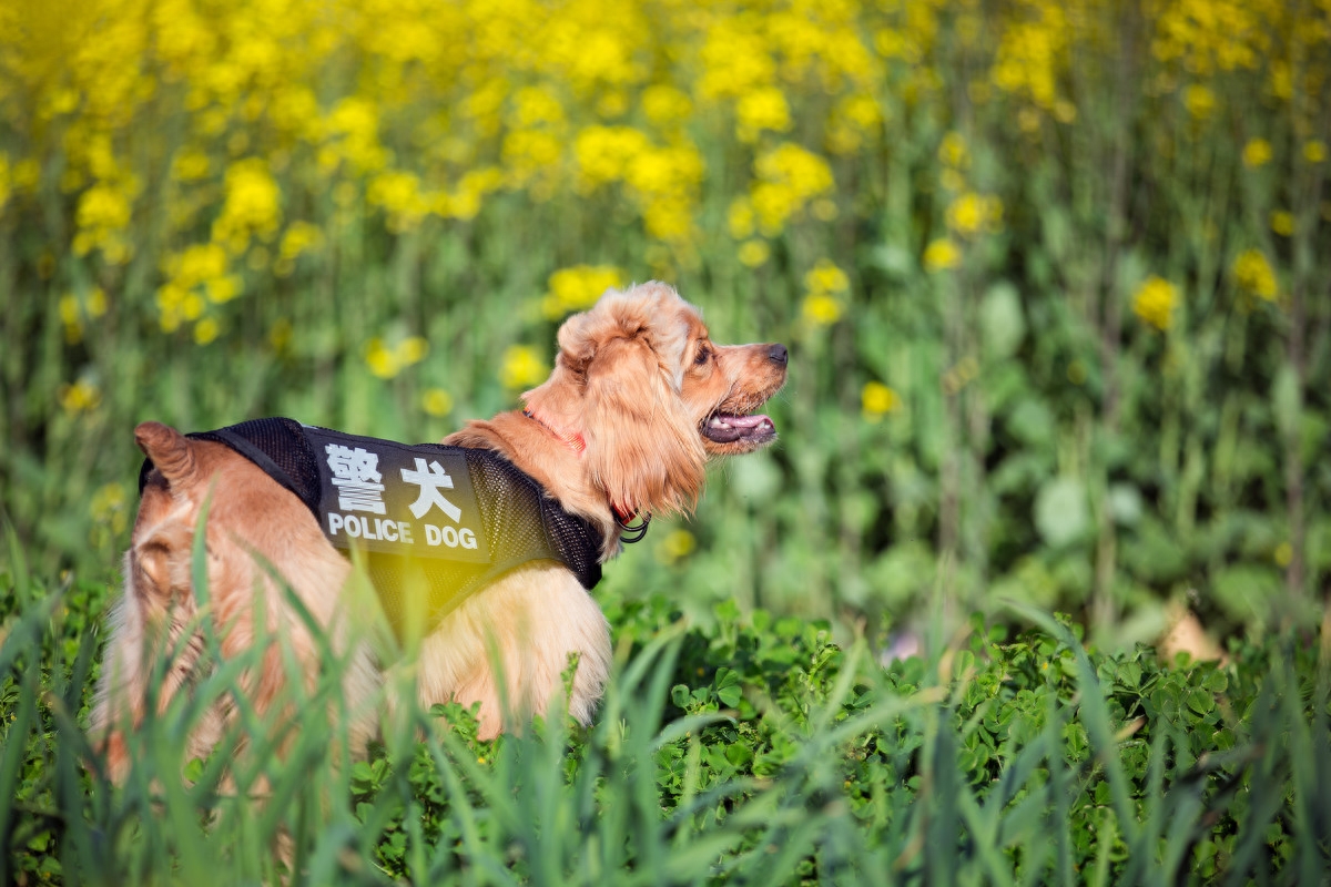 图虫人文摄影：宠物摄影-可卡犬