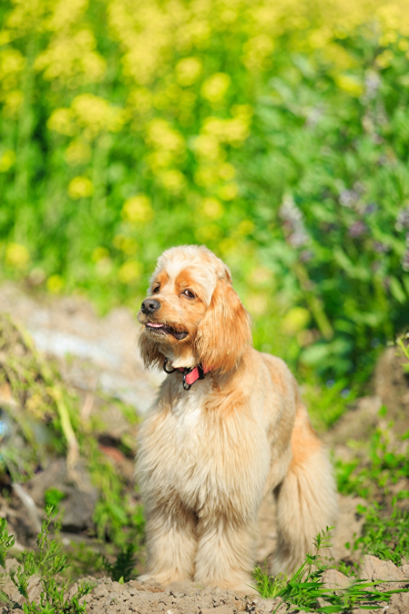 图虫人文摄影：宠物摄影-可卡犬