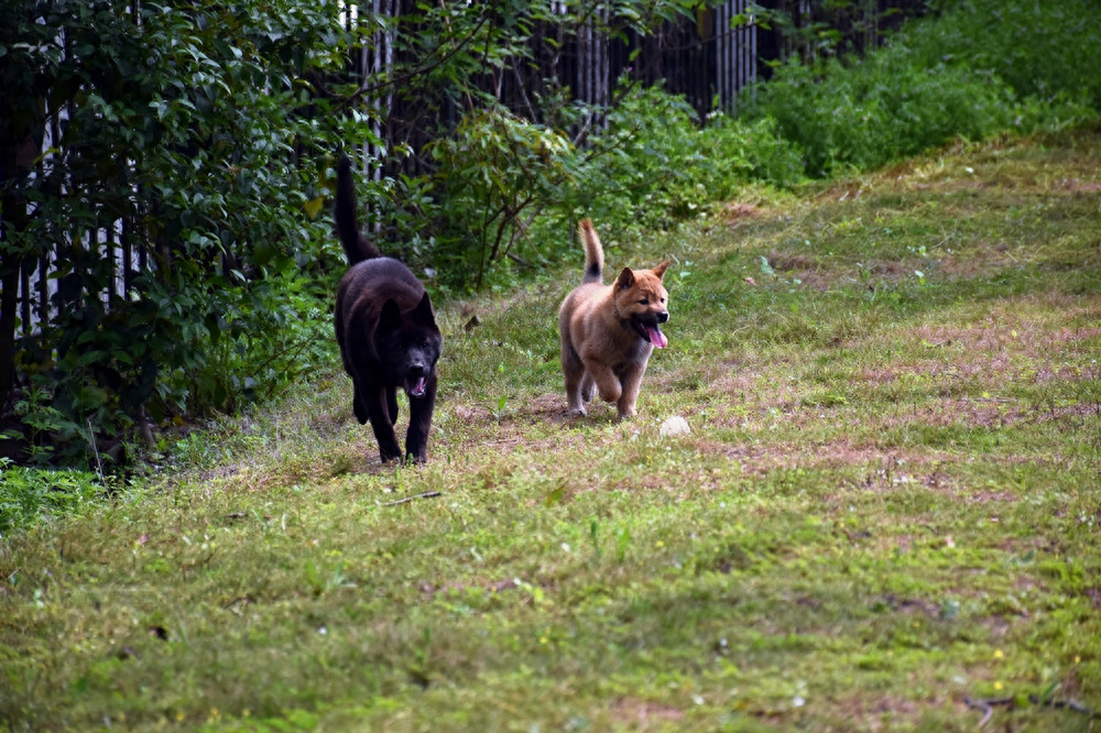 中华田园犬摄影｜一对田园好基友，形影不离，举止神同步