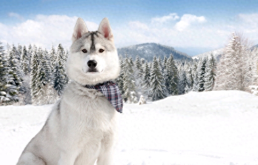 动物图集：西伯利亚雪橇犬