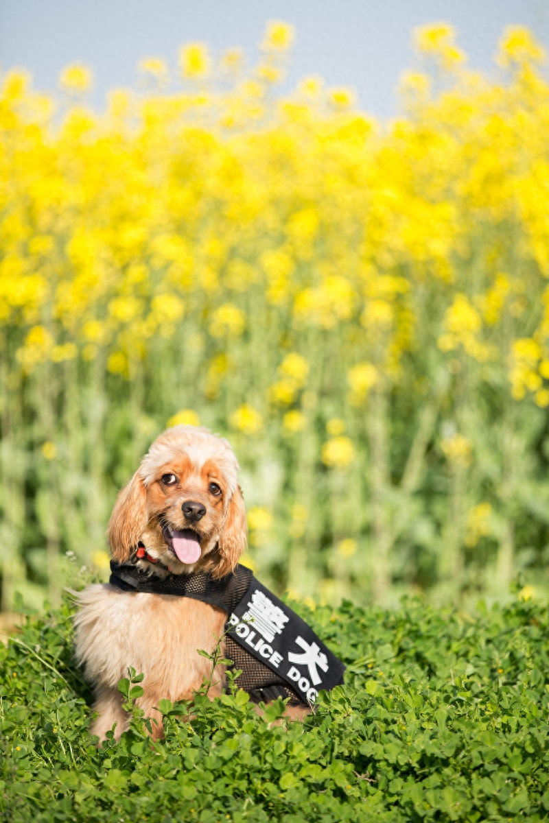 图虫人文摄影：宠物摄影-可卡犬