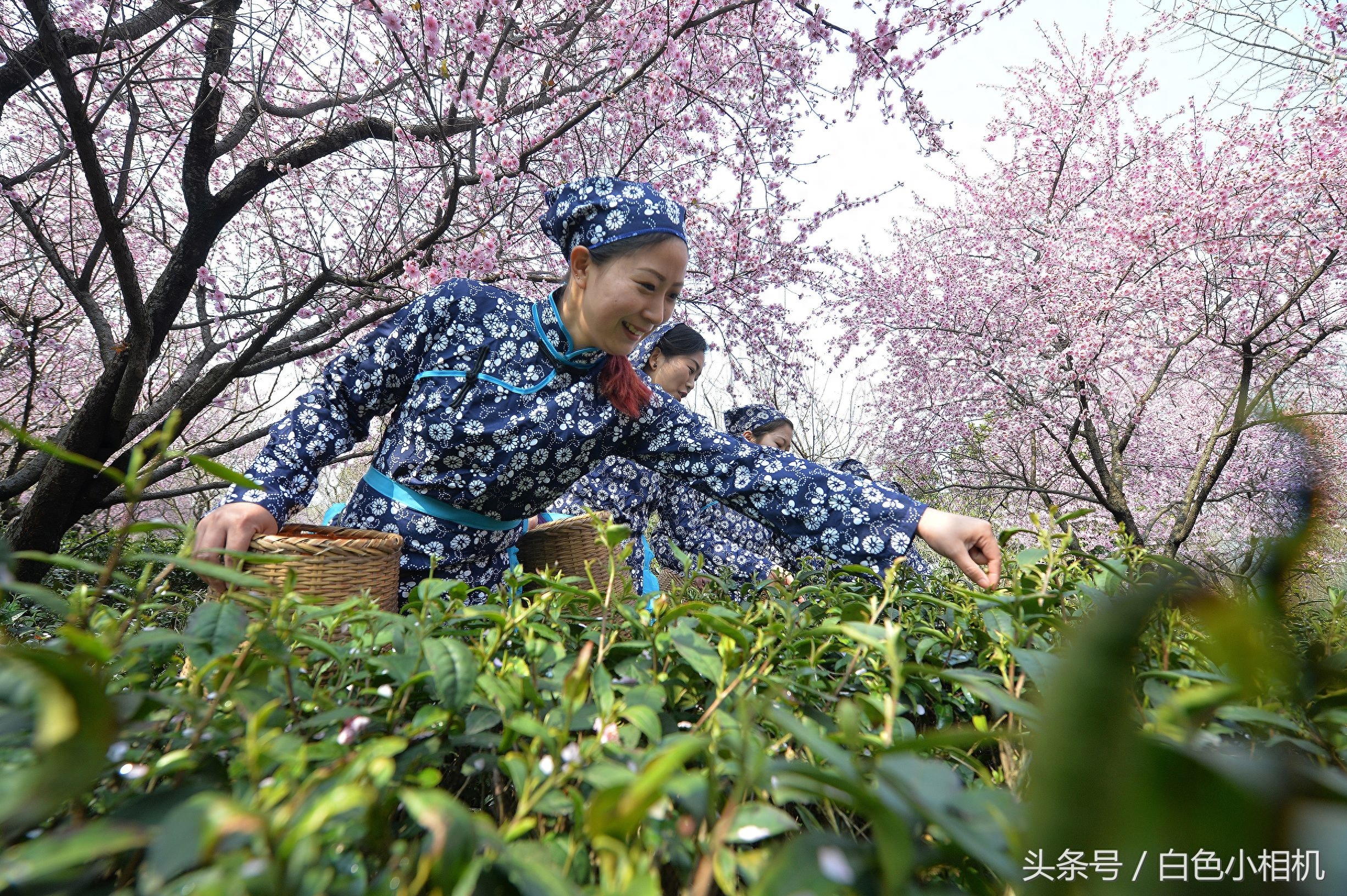 留香数十载 头锅钟山雨花茶开炒