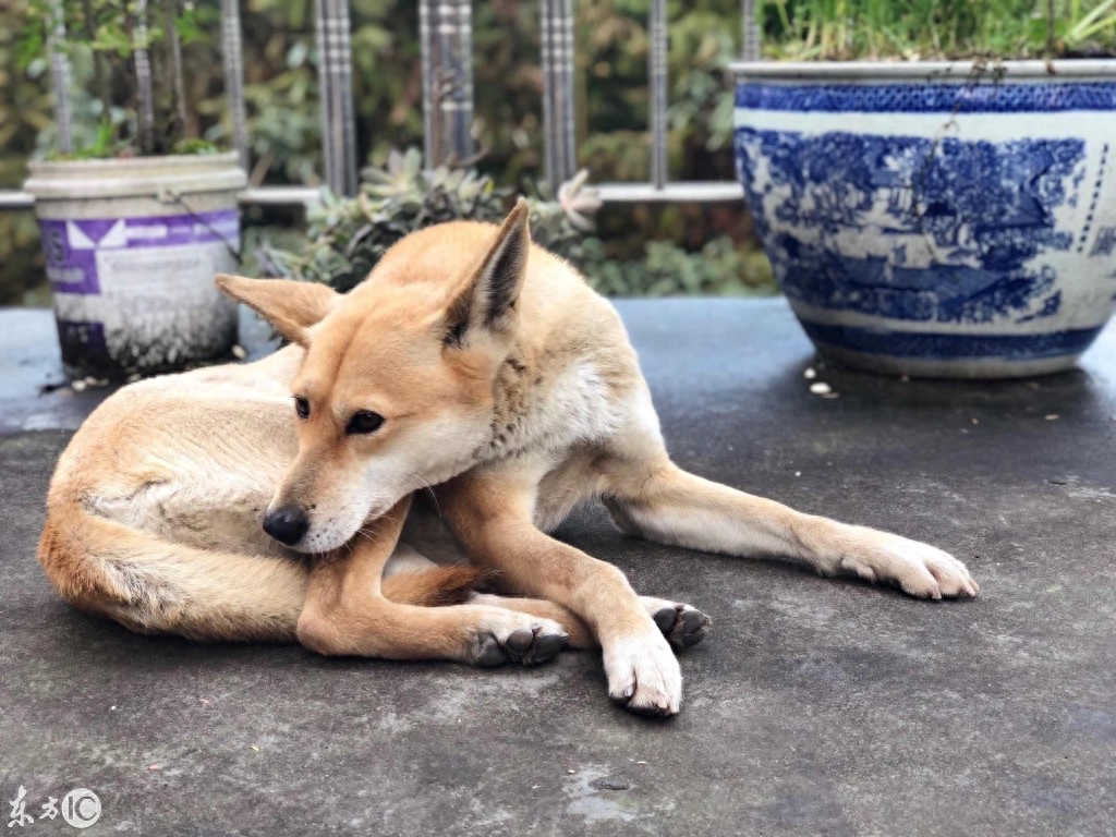 一只神奇的狗名字叫中华田园犬，特别效忠主人，对吃住不挑剔