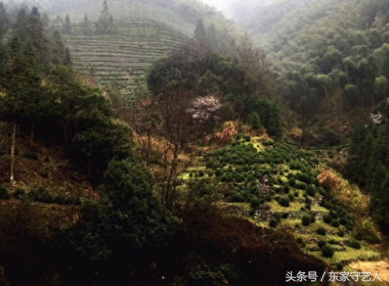 在太平湖的岛上，住着几十户种茶的中老年村民，世代守护太平猴魁