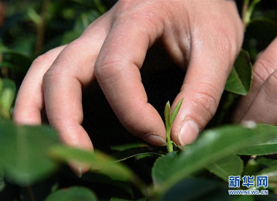 南京钟山雨花茶春茶开采