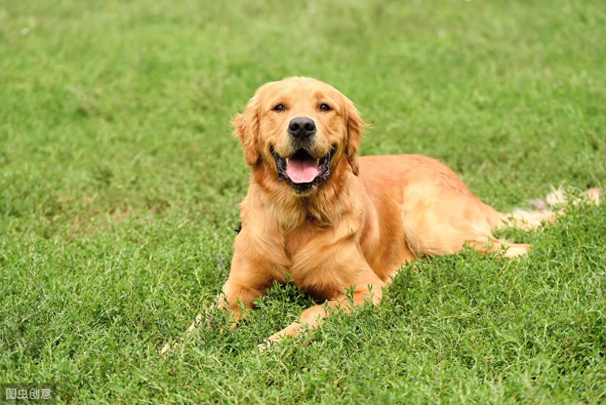 7个犬种分组，就能概括200多种狗的特点，你最喜欢哪一组的狗狗？