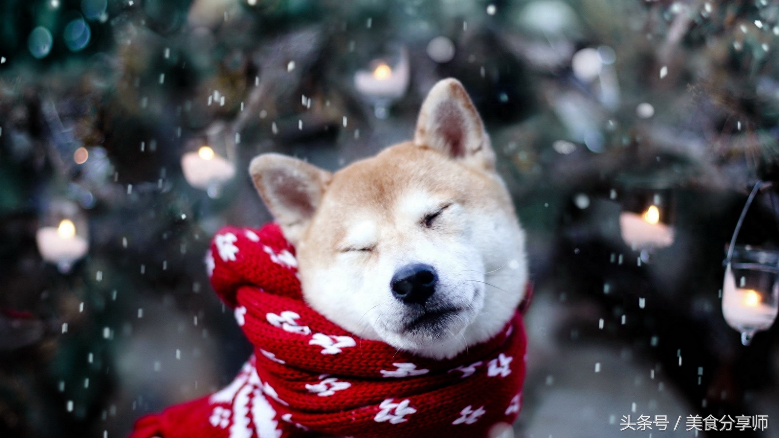 日本名犬秋田犬