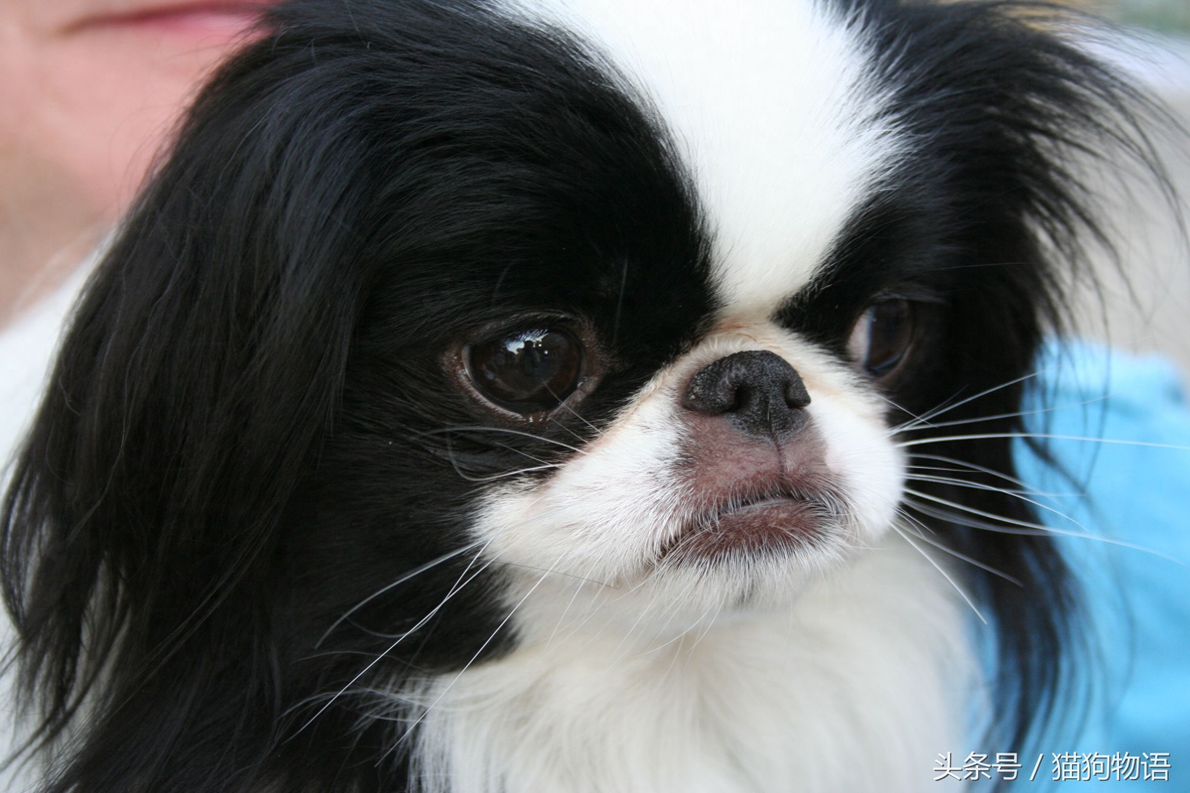 不要再叫它是京巴蝴蝶串啦！它是西藏猎鹬犬的子孙，它叫日本忡