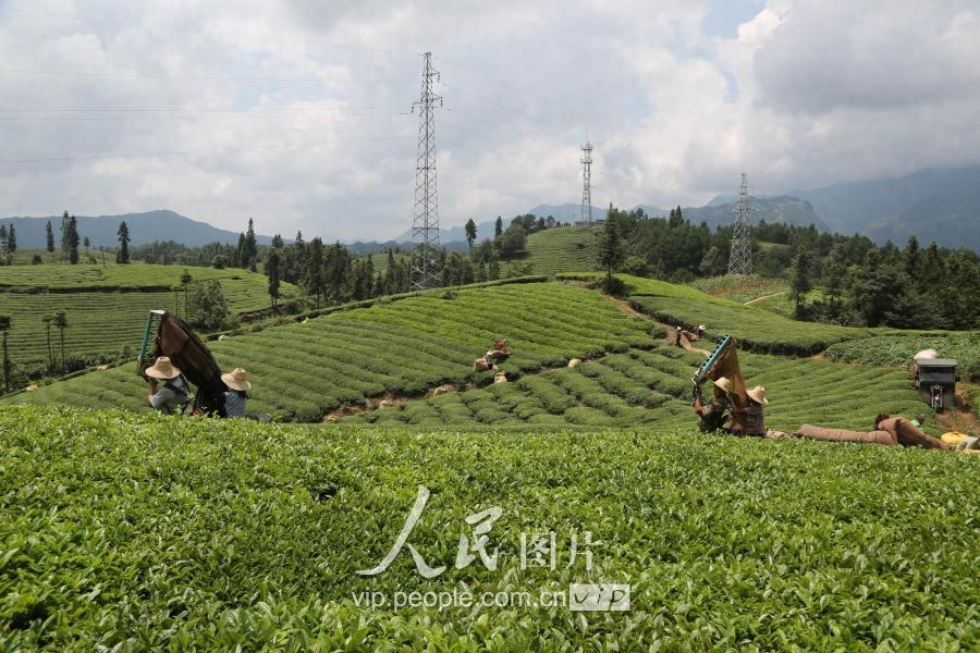 湖北鹤峰：秋茶采摘正当时